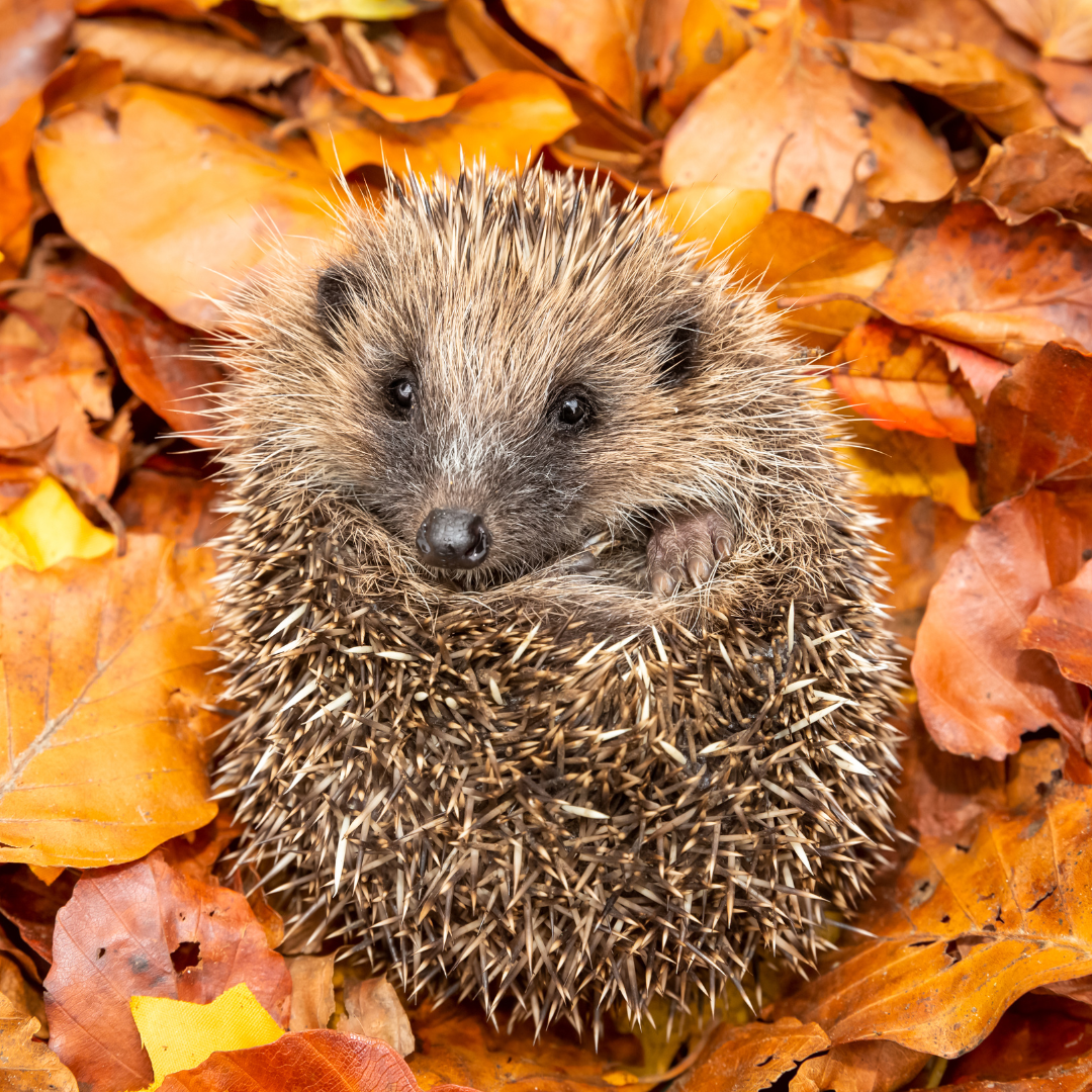 Toolbelt for Life - Transformative Tales - November 25