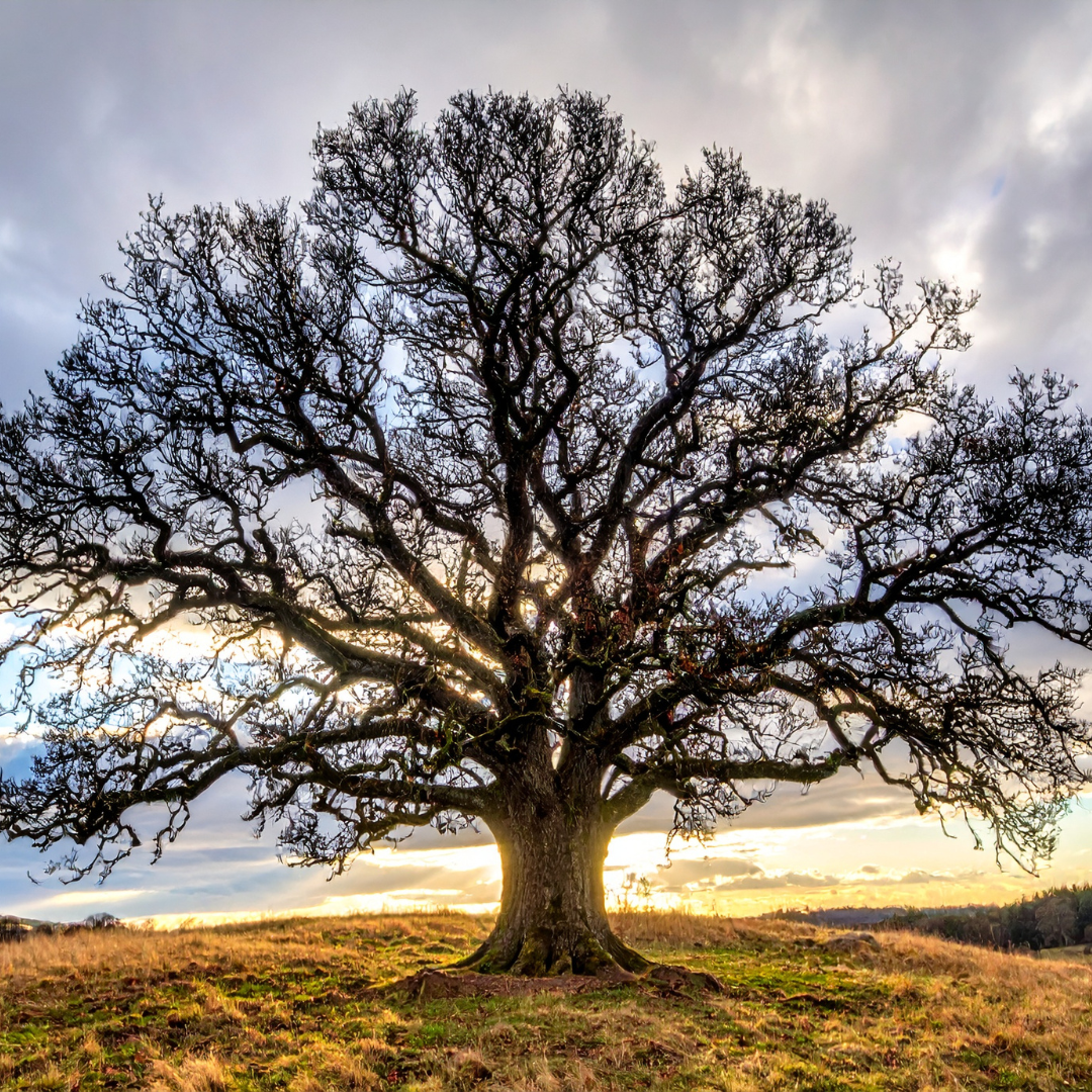 Toolbelt For Life - Feb 26 - Transformative Tale images