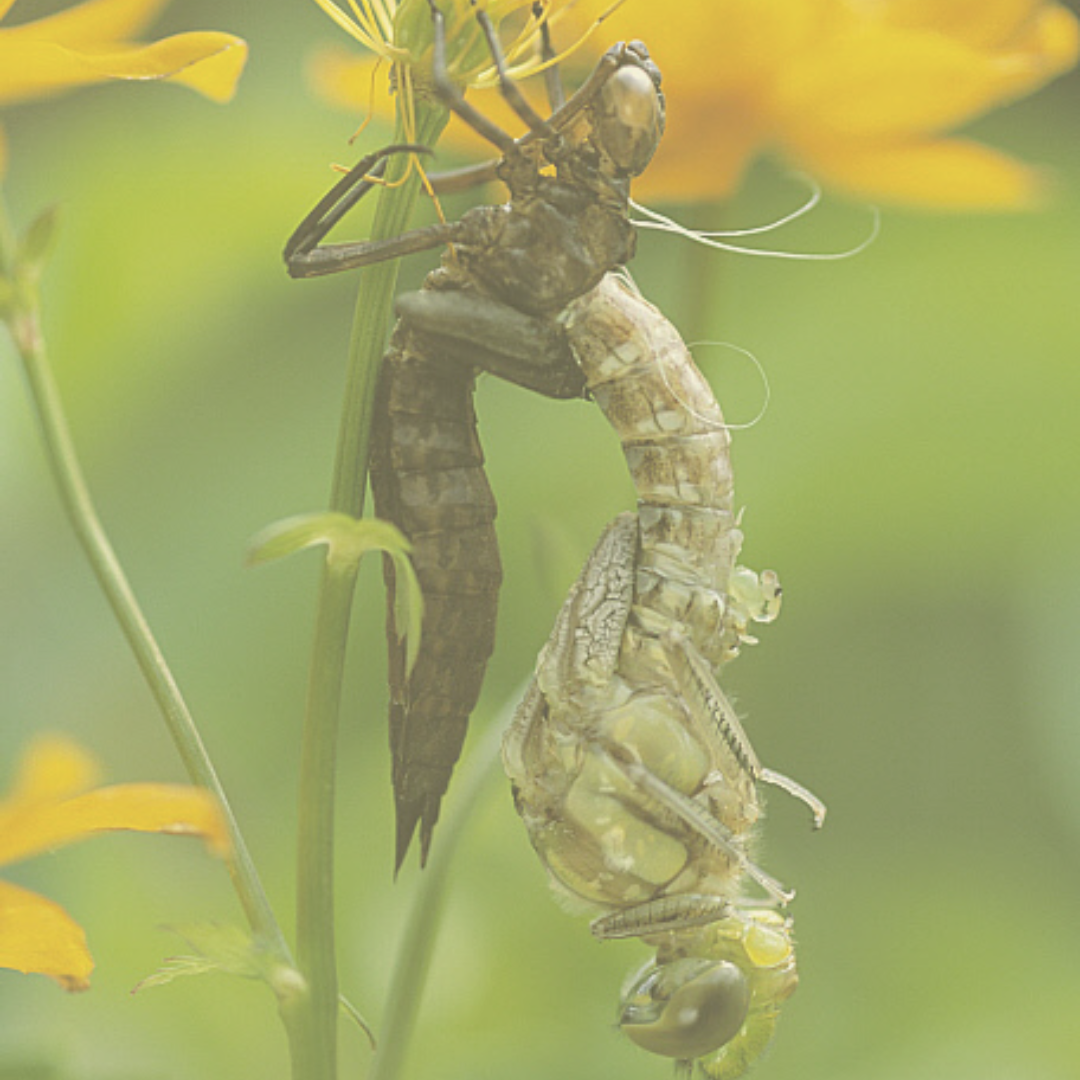 March Toolbelt for Life Transformative Tales - Dragonfly Effect