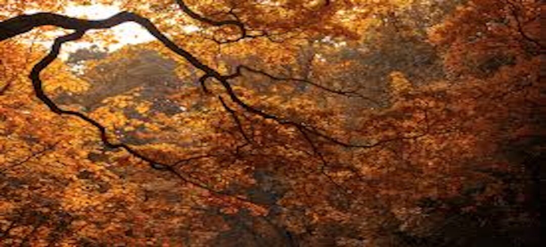 The Joy of Wonder – Nature’s Overflow